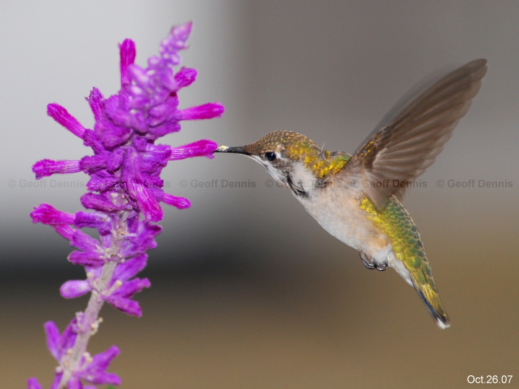 RTHU-2-AS_Ruby-throated-Hummingbird