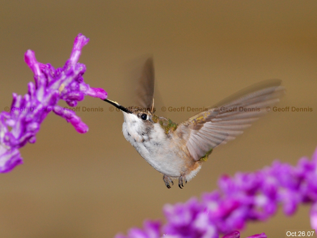 RTHU-2-AT_Ruby-throated-Hummingbird