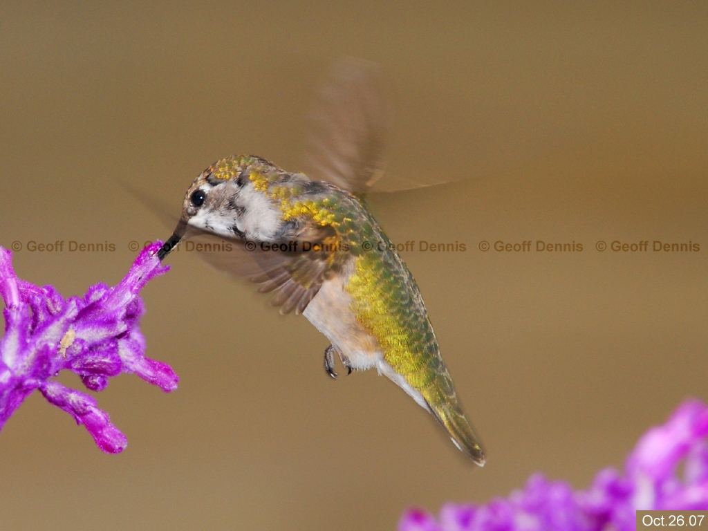 RTHU-2-AU_Ruby-throated-Hummingbird