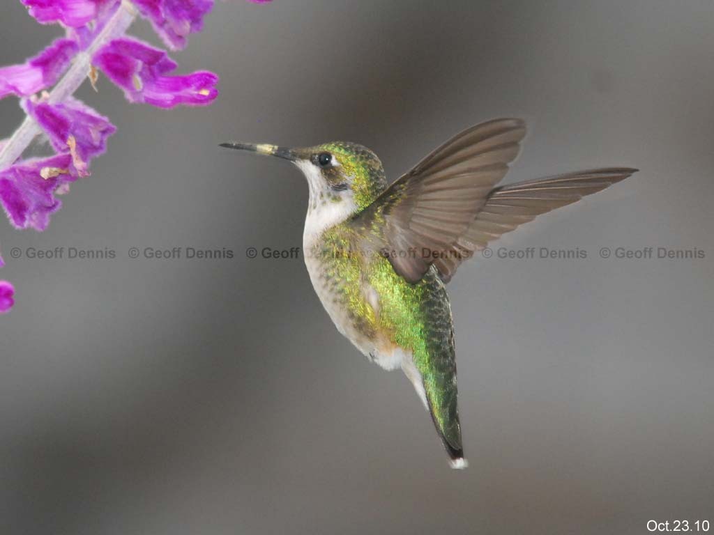 RTHU-2-AV_Ruby-throated-Hummingbird