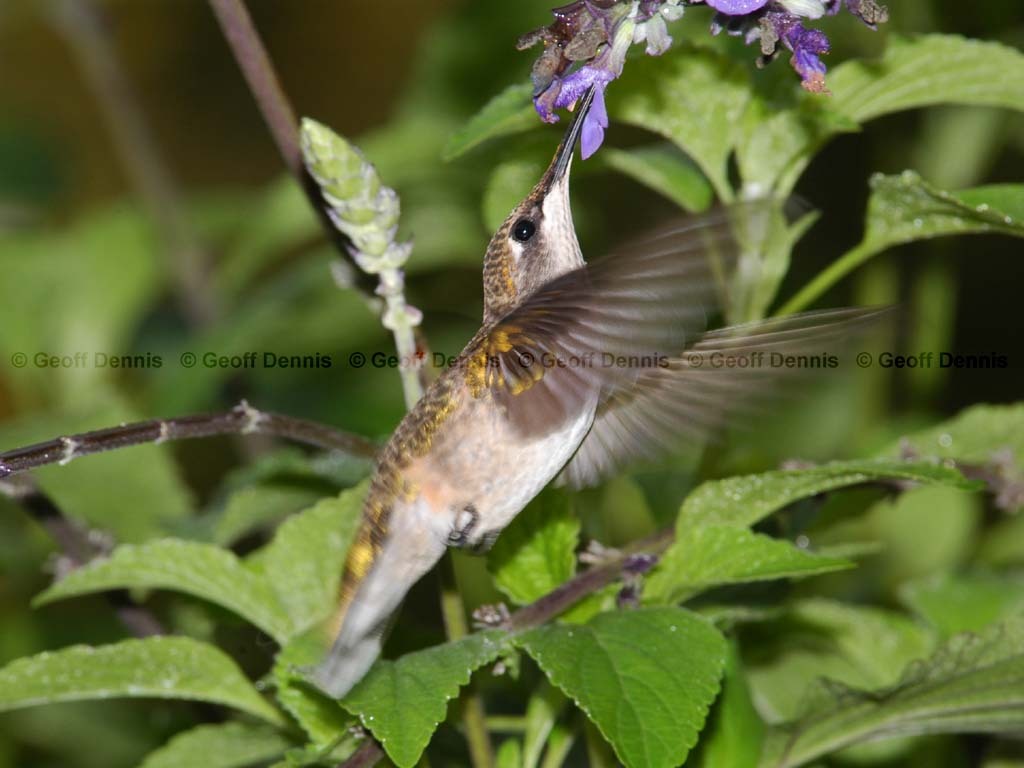 RTHU-2-AW_Ruby-throated-Hummingbird