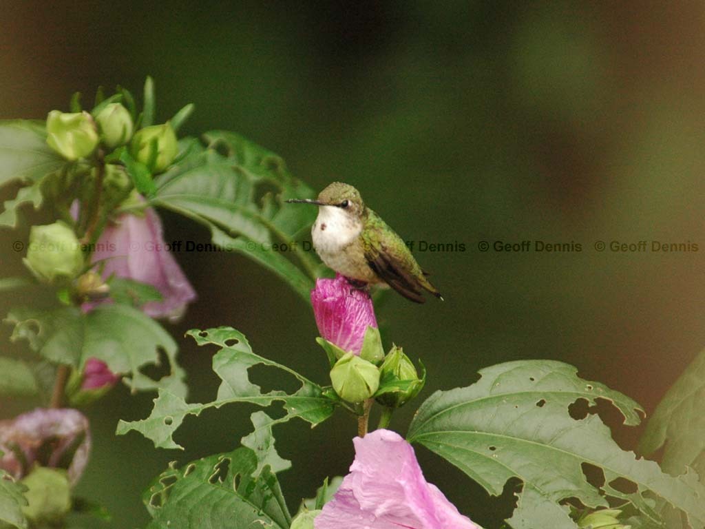 RTHU-2-AY_Ruby-throated-Hummingbird