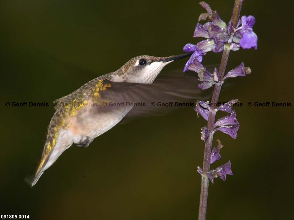 RTHU-2-AZ_Ruby-throated-Hummingbird