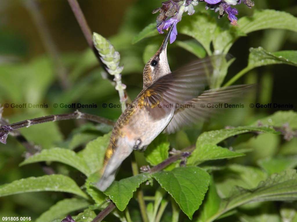RTHU-2-BA_Ruby-throated-Hummingbird