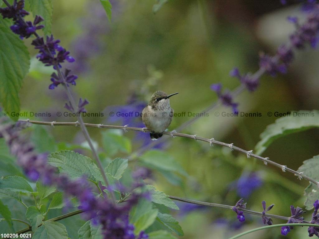 RTHU-2-BB_Ruby-throated-Hummingbird