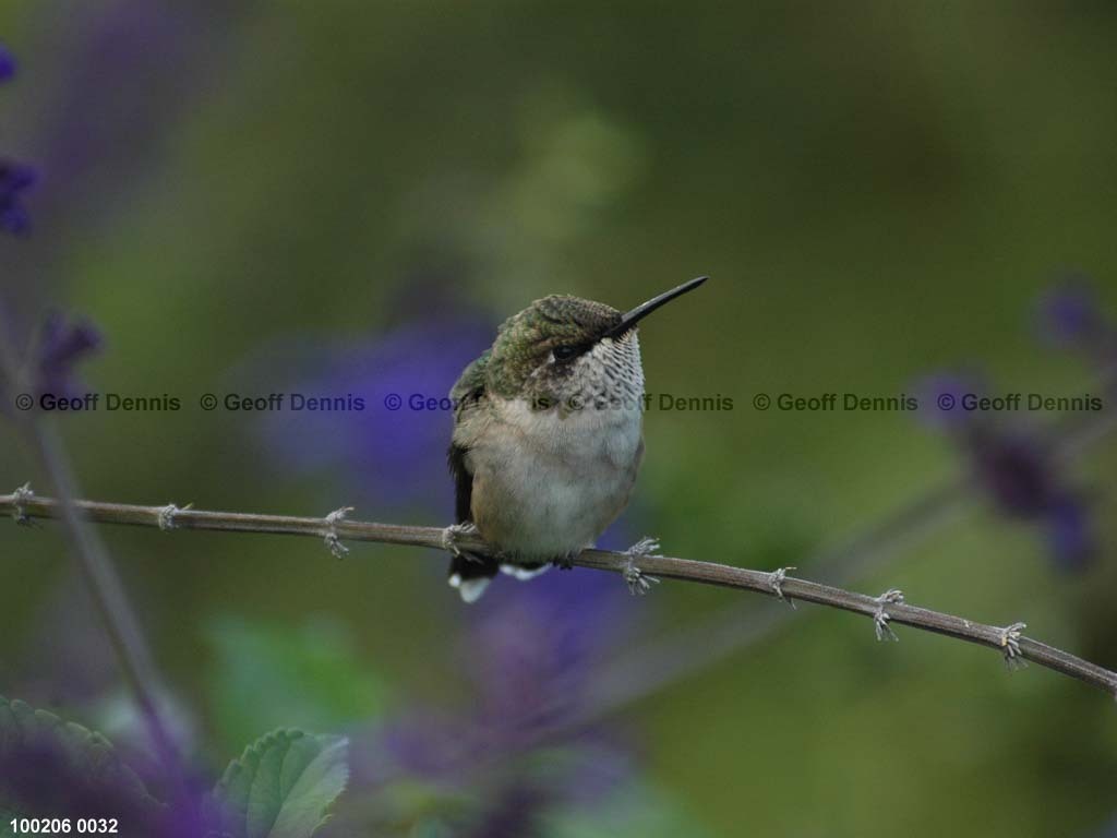 RTHU-2-BC_Ruby-throated-Hummingbird