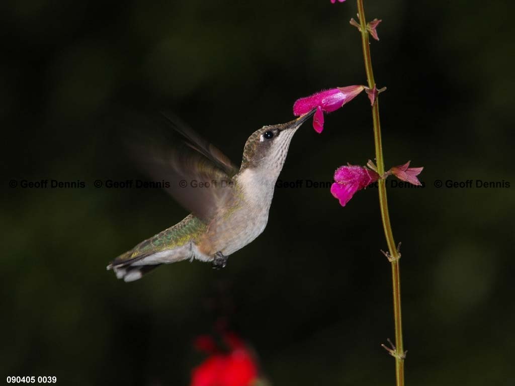 RTHU-2-BD_Ruby-throated-Hummingbird