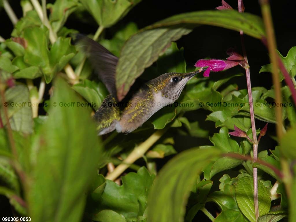 RTHU-2-BE_Ruby-throated-Hummingbird