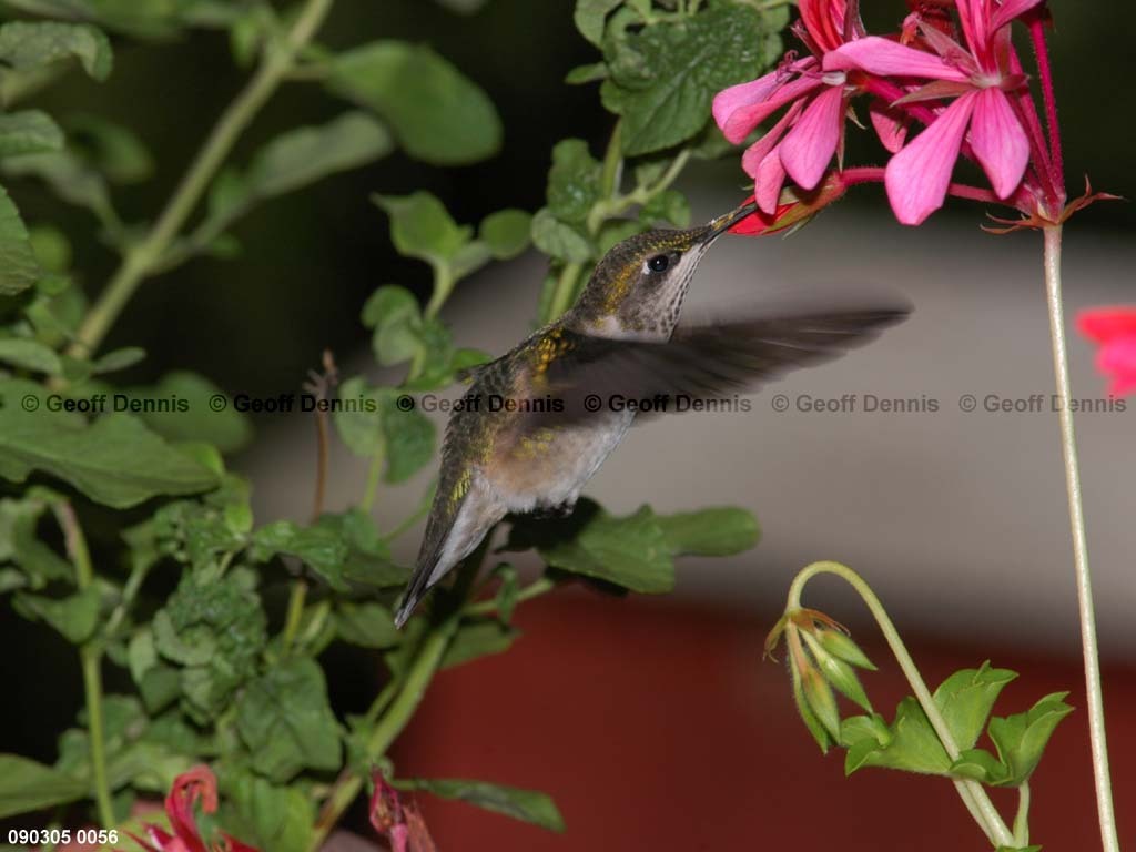 RTHU-2-BF_Ruby-throated-Hummingbird