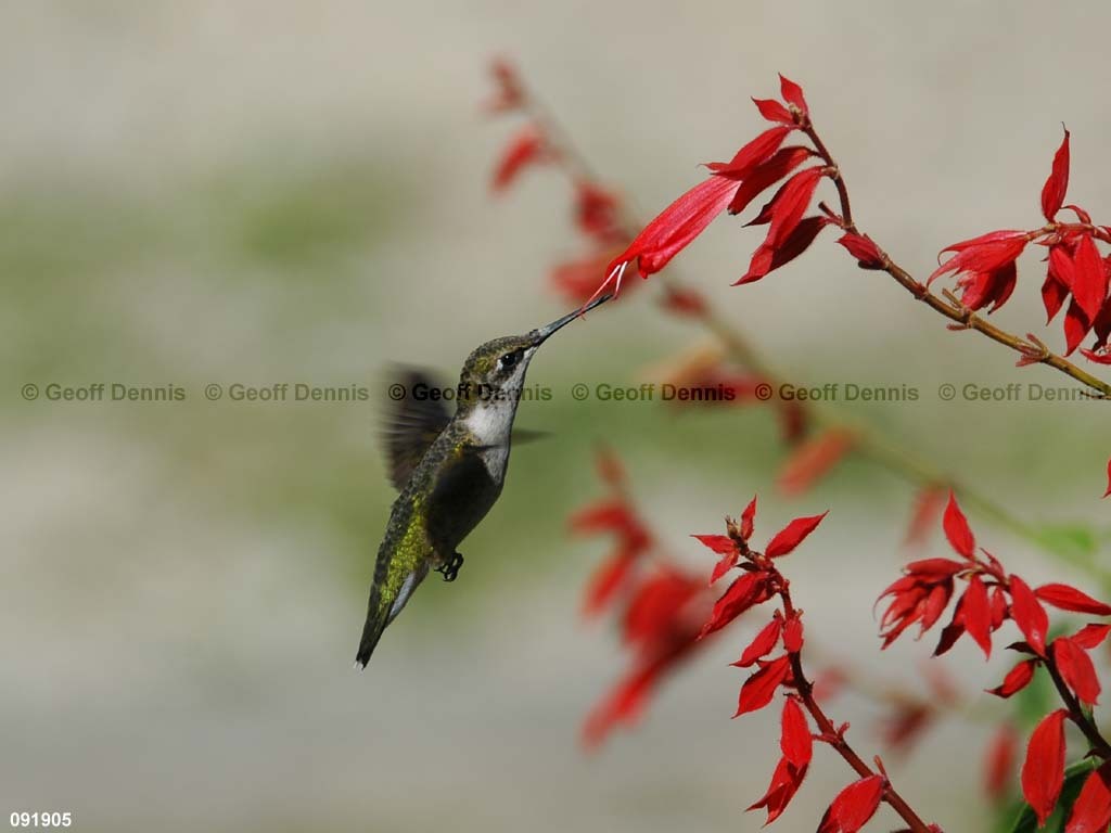 RTHU-2-BG_Ruby-throated-Hummingbird