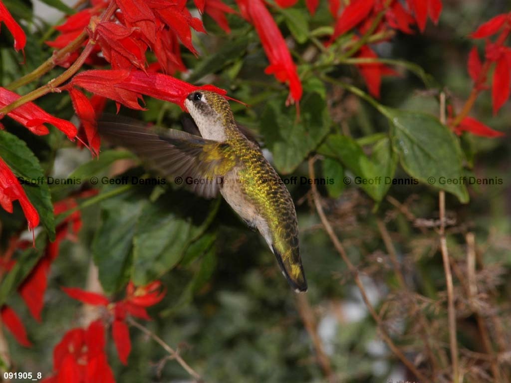RTHU-2-BH_Ruby-throated-Hummingbird