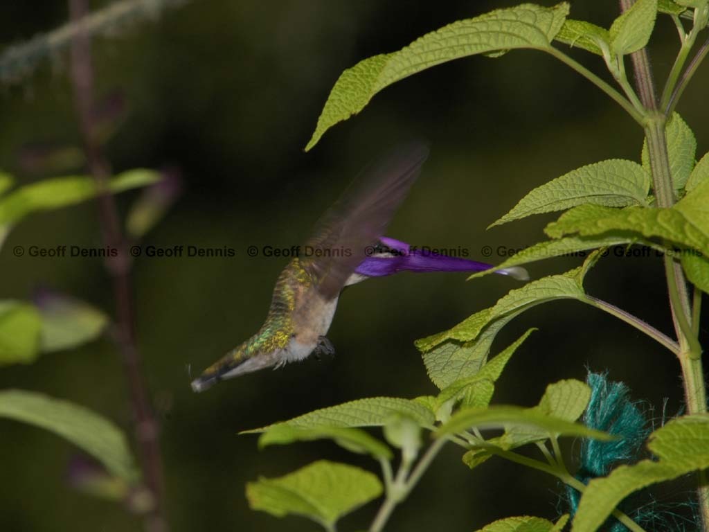 RTHU-2-BI_Ruby-throated-Hummingbird