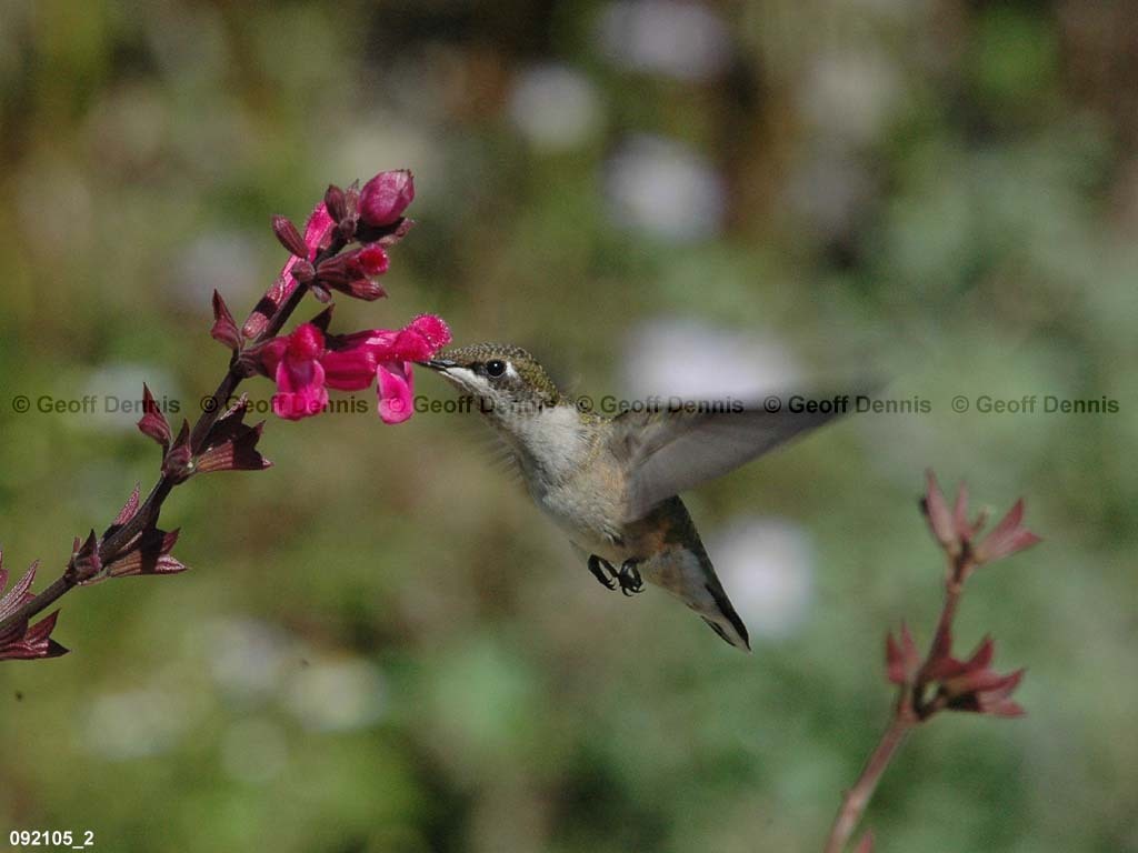 RTHU-2-BJ_Ruby-throated-Hummingbird