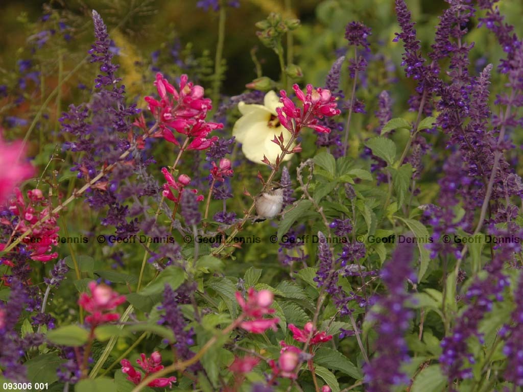 RTHU-2-BK_Ruby-throated-Hummingbird