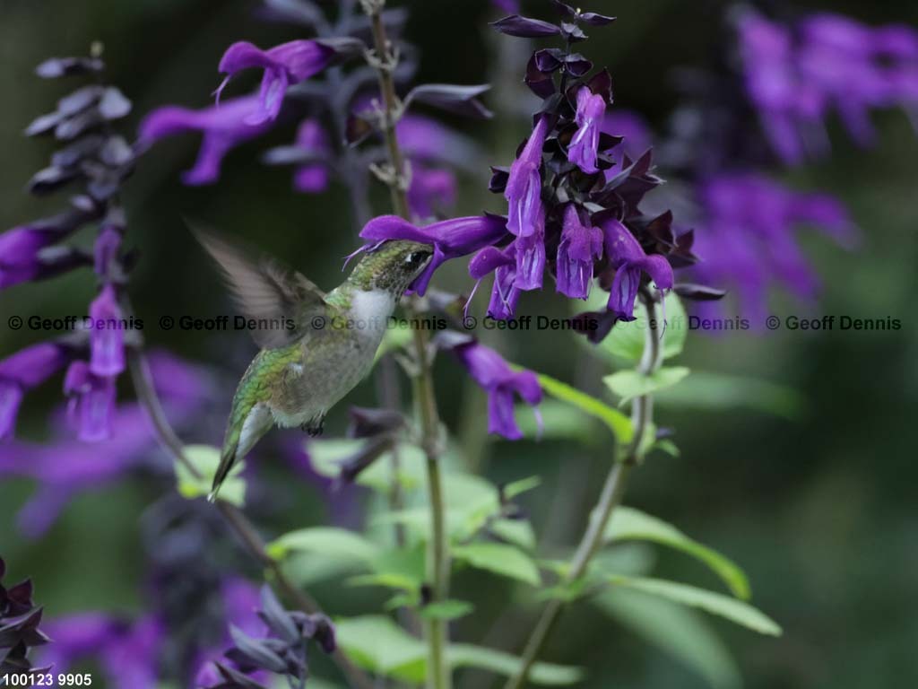 RTHU-2-BL_Ruby-throated-Hummingbird