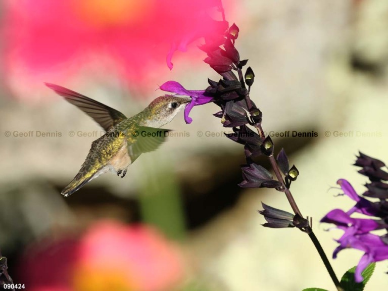 RTHU-2-BM_Ruby-throated-Hummingbird