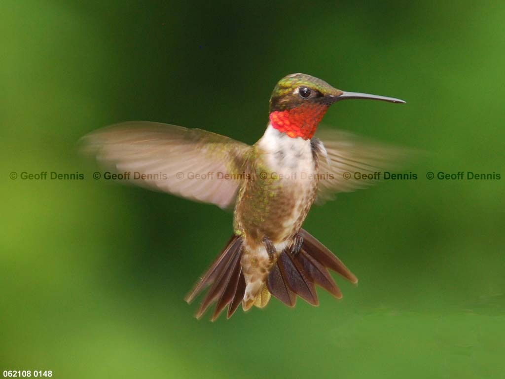 RTHU-1-AA_Ruby-throated-Hummingbird