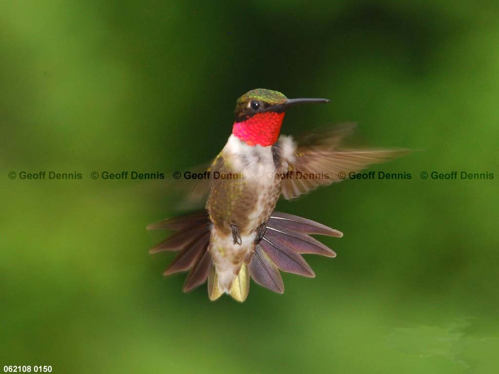 RTHU-1-AB_Ruby-throated-Hummingbird