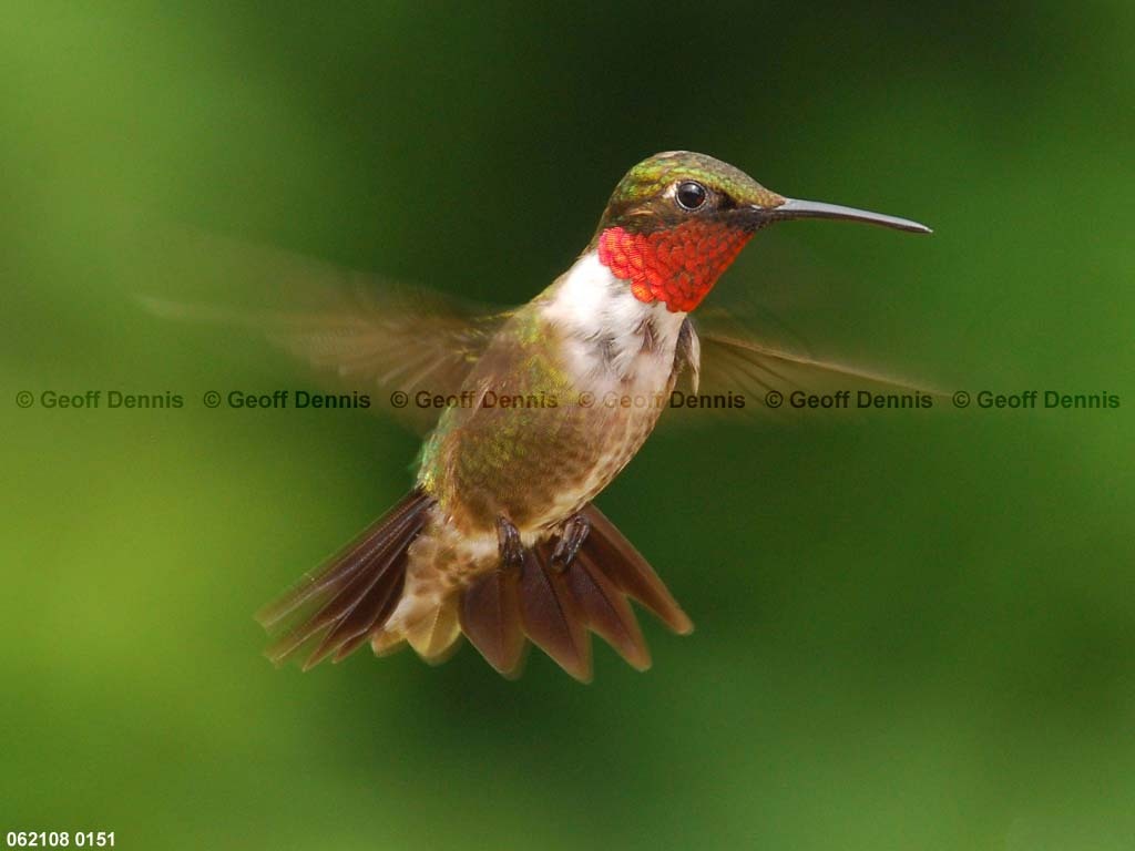 RTHU-1-AC_Ruby-throated-Hummingbird