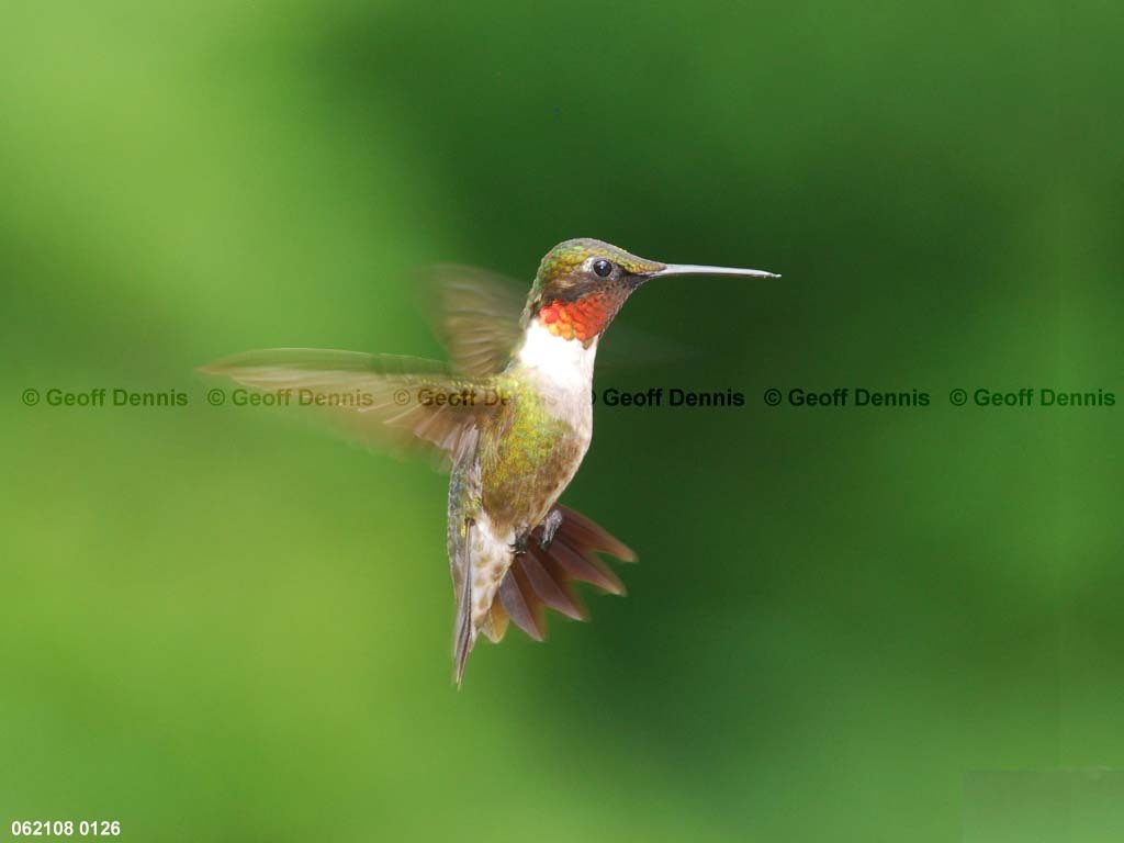 RTHU-1-AD_Ruby-throated-Hummingbird
