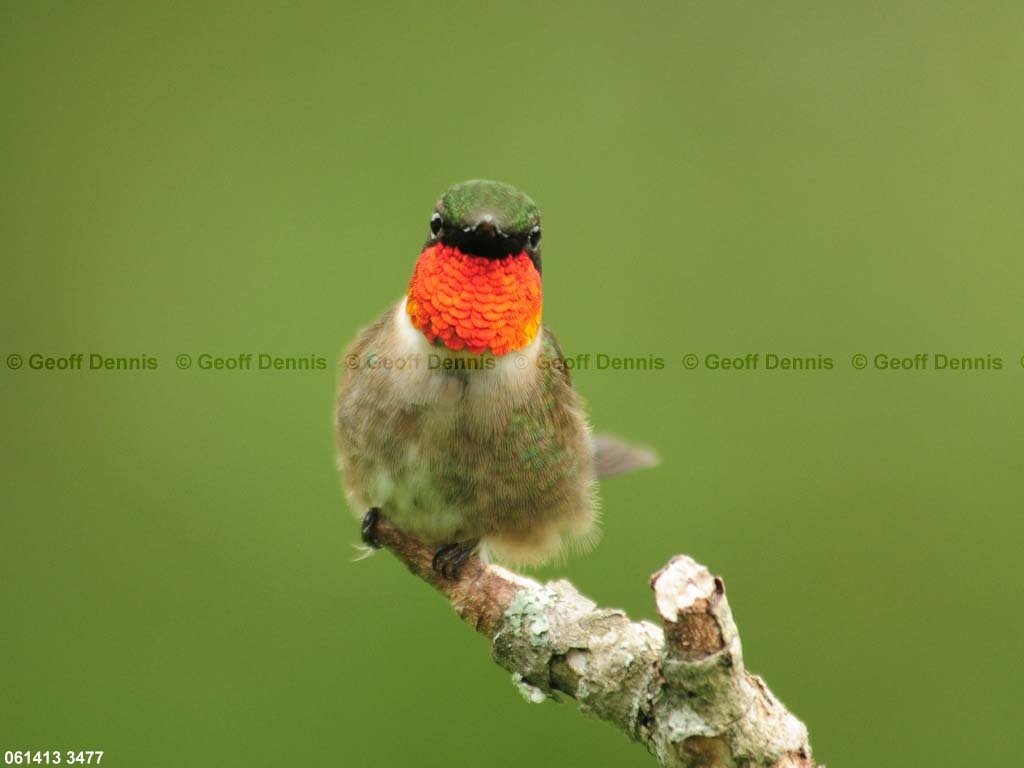 RTHU-1-AE_Ruby-throated-Hummingbird