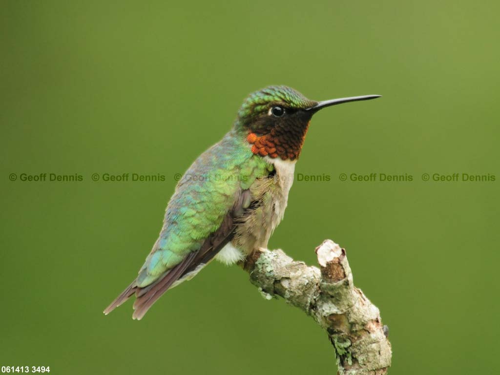 RTHU-1-AF_Ruby-throated-Hummingbird