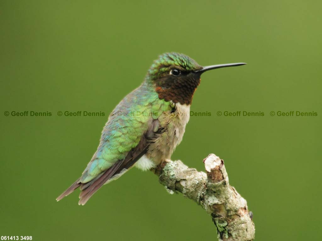 RTHU-1-AG_Ruby-throated-Hummingbird