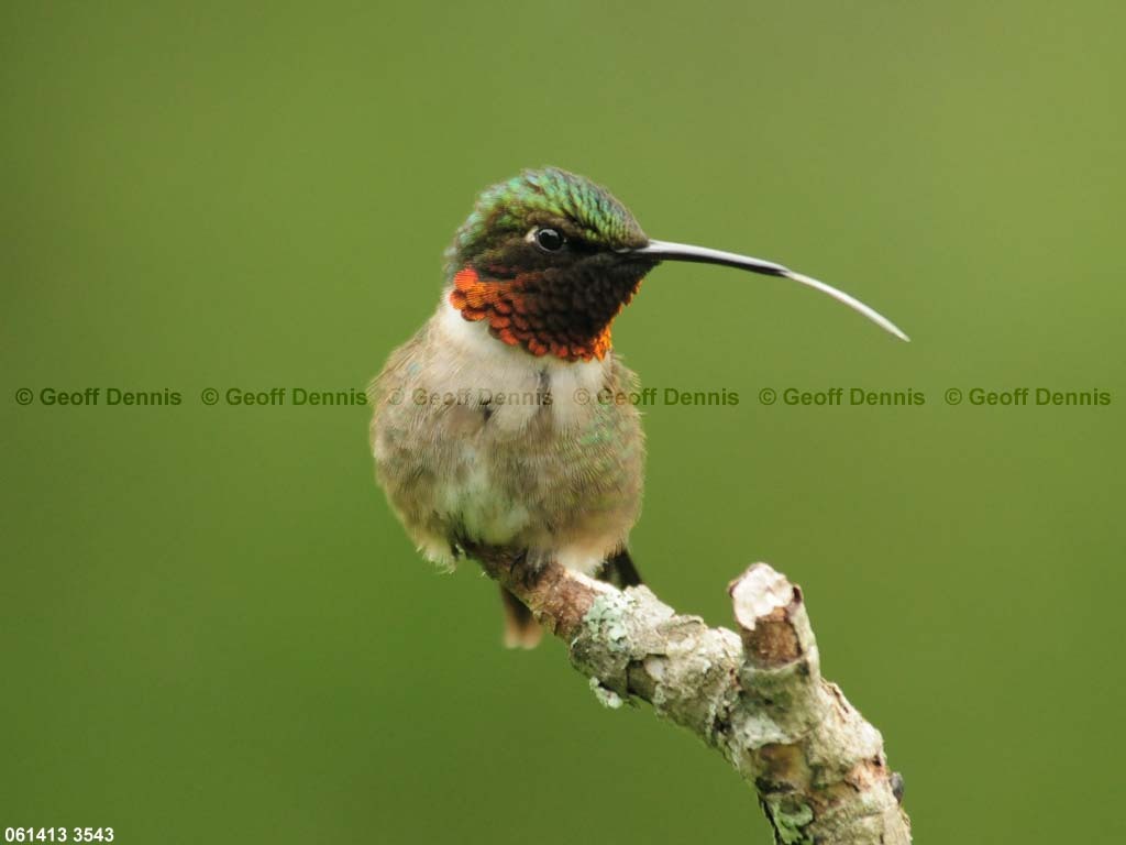RTHU-1-AH_Ruby-throated-Hummingbird