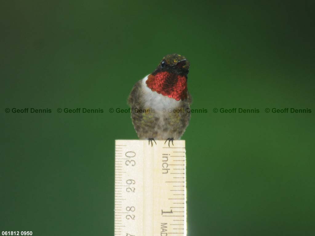 RTHU-1-AI_Ruby-throated-Hummingbird