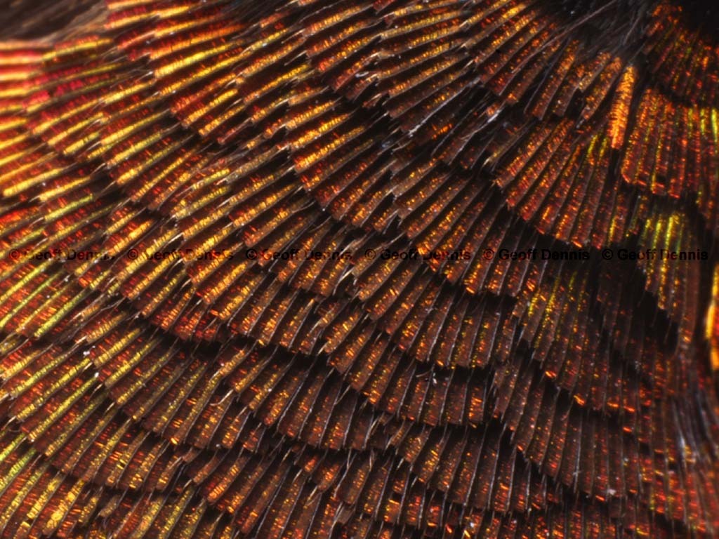 RTHU-1-AK_Ruby-throated-Hummingbird