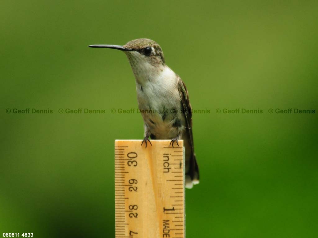 RTHU-1-AM_Ruby-throated-Hummingbird
