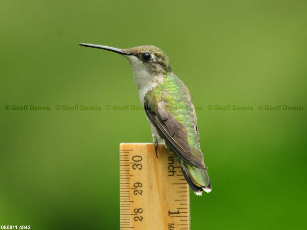 RTHU-1-AN_Ruby-throated-Hummingbird