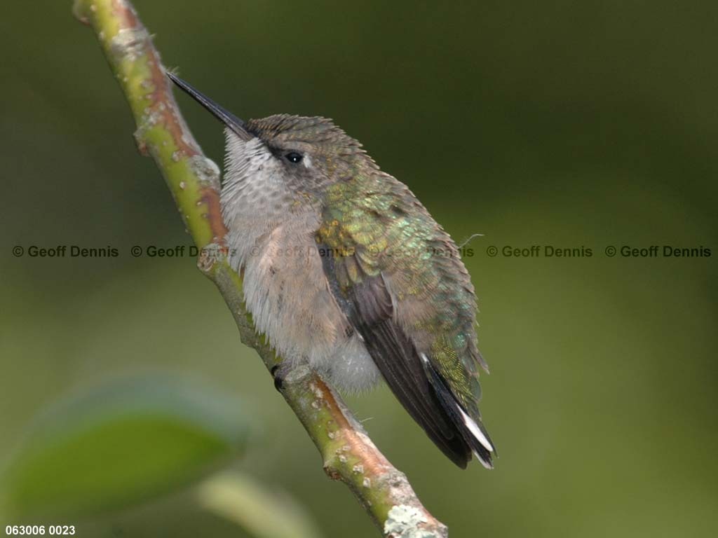 RTHU-1-AO_Ruby-throated-Hummingbird