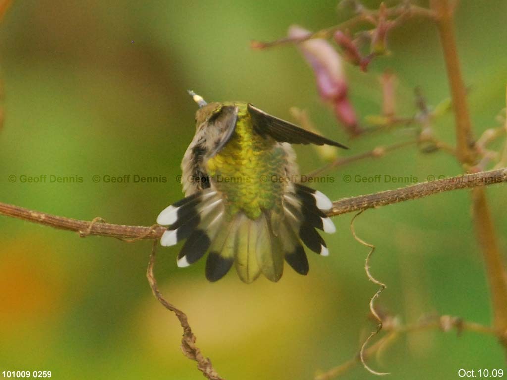 RTHU-1-AP_Ruby-throated-Hummingbird