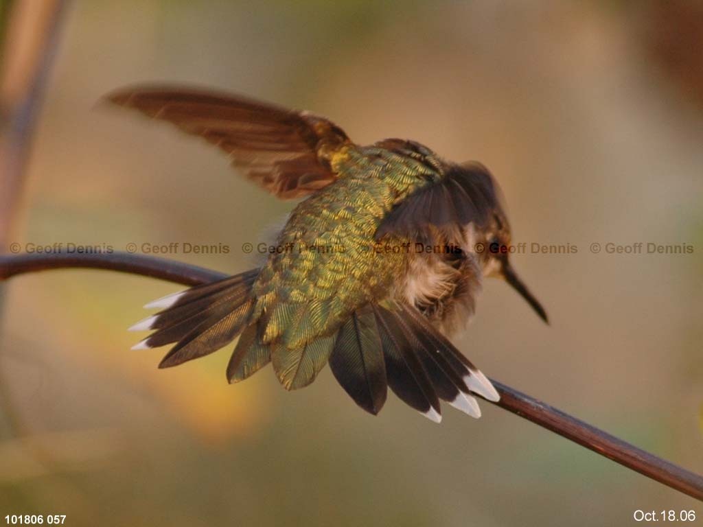 RTHU-1-AQ_Ruby-throated-Hummingbird