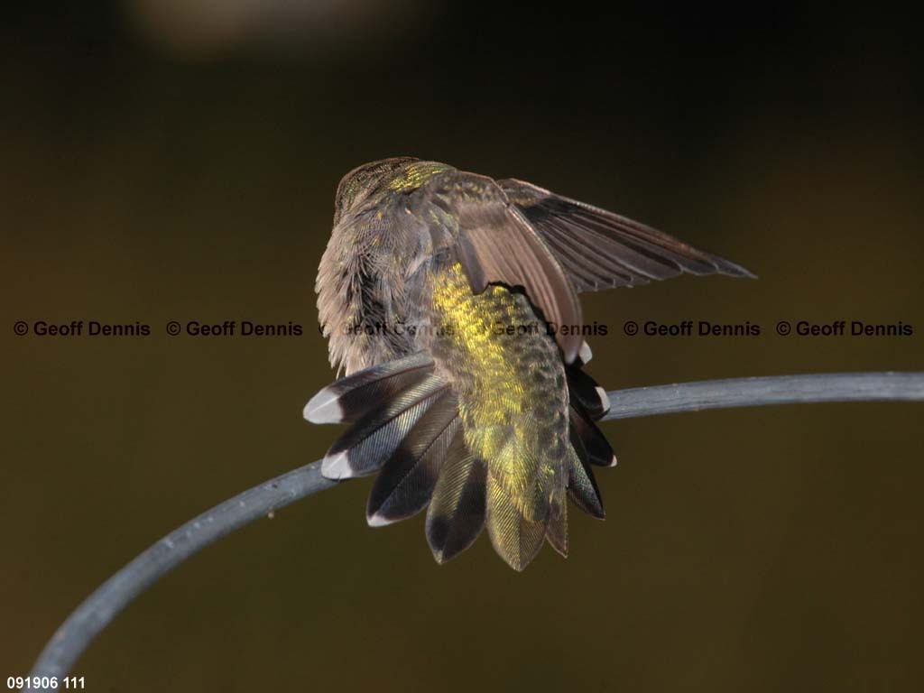 RTHU-1-AR_Ruby-throated-Hummingbird