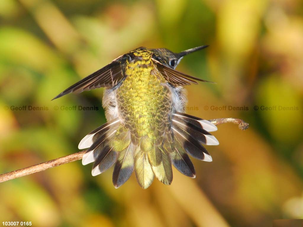 RTHU-1-AS_Ruby-throated-Hummingbird