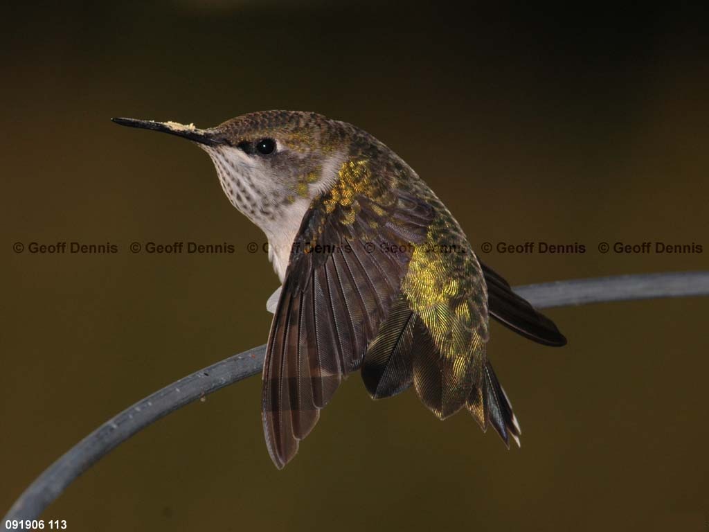 RTHU-1-AT_Ruby-throated-Hummingbird