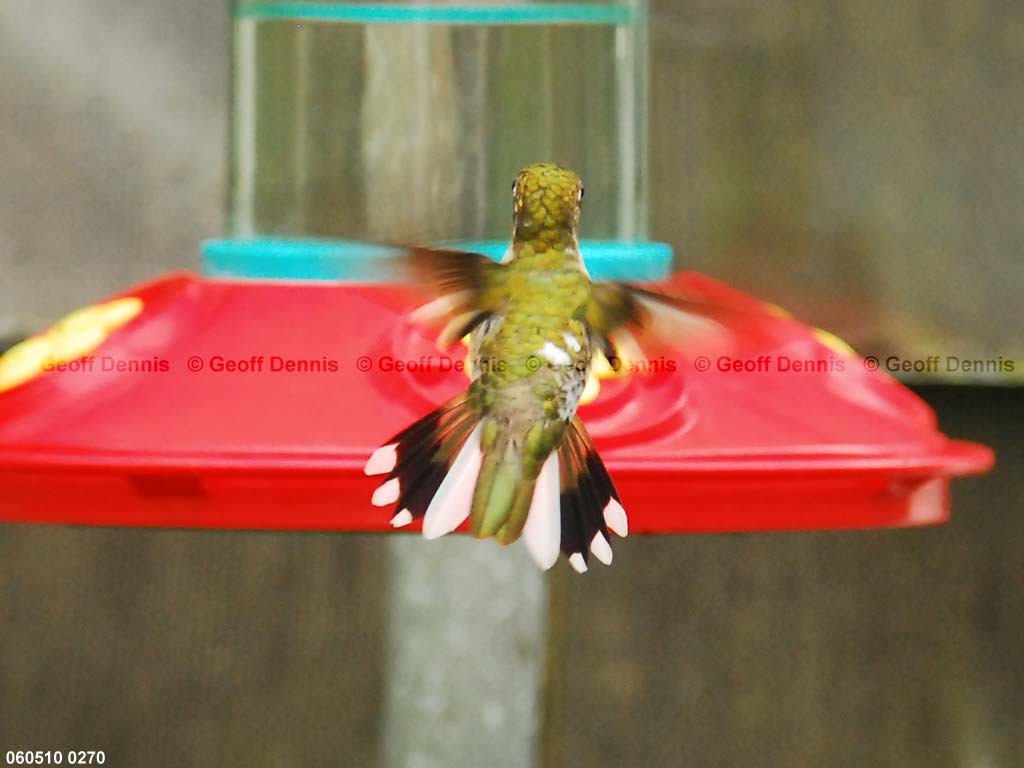 RTHU-1-AU_Ruby-throated-Hummingbird