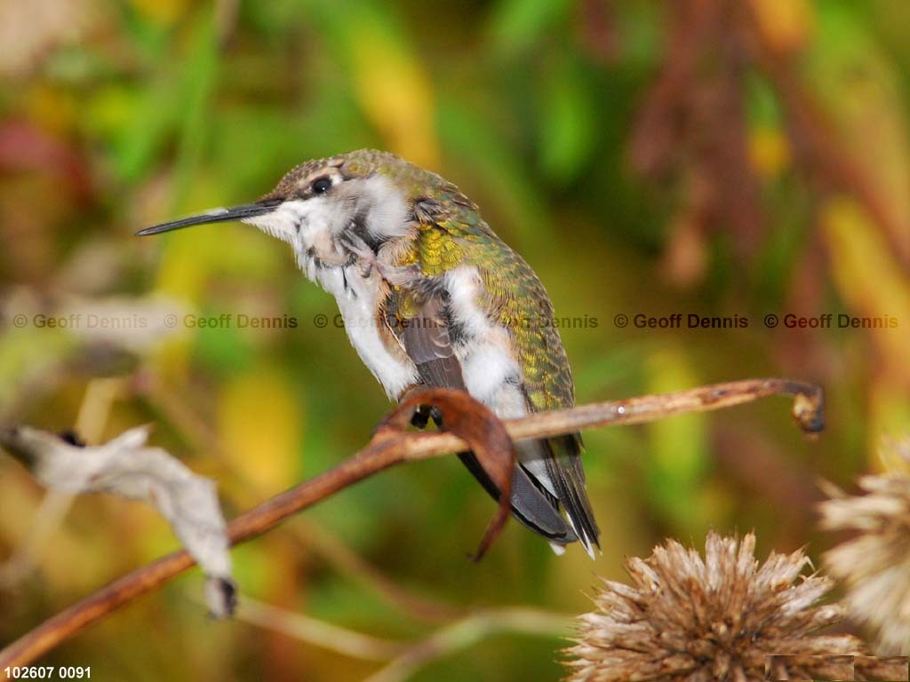 RTHU-1-AV_Ruby-throated-Hummingbird