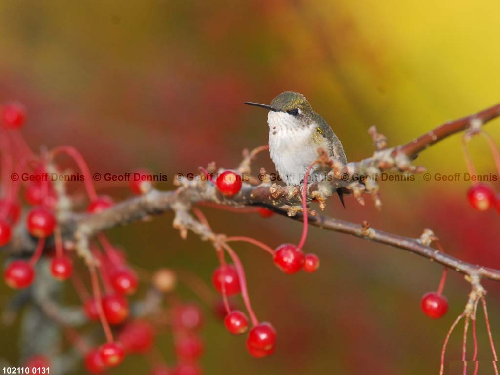 RTHU-1-AX_Ruby-throated-Hummingbird