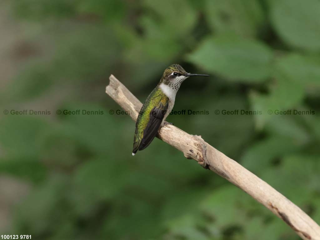 RTHU-1-AY_Ruby-throated-Hummingbird
