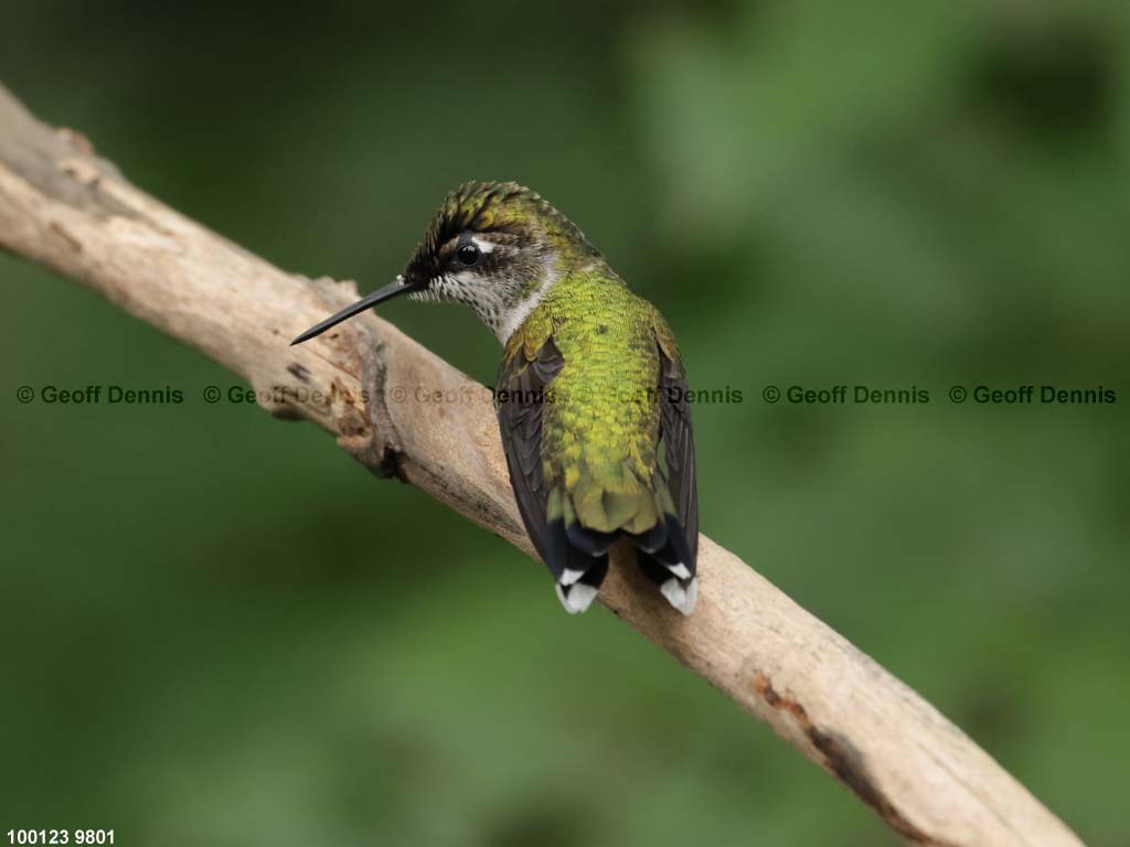 RTHU-1-AZ_Ruby-throated-Hummingbird