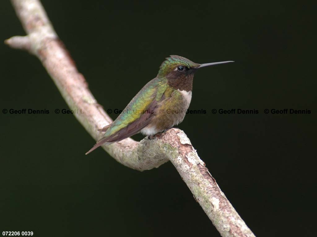 RTHU-1-BA_Ruby-throated-Hummingbird