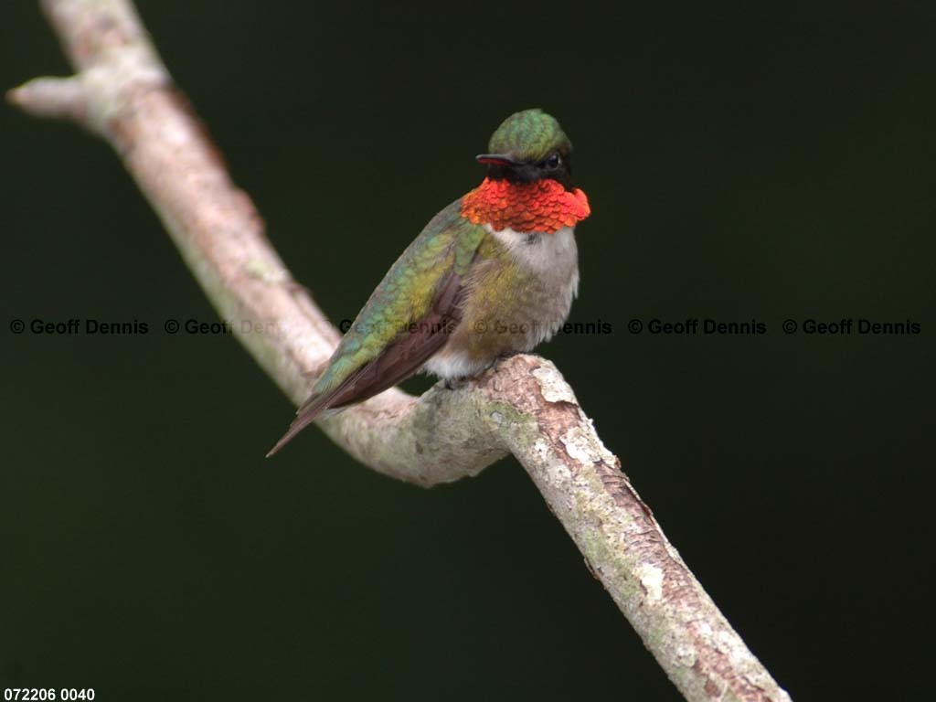 RTHU-1-BB_Ruby-throated-Hummingbird