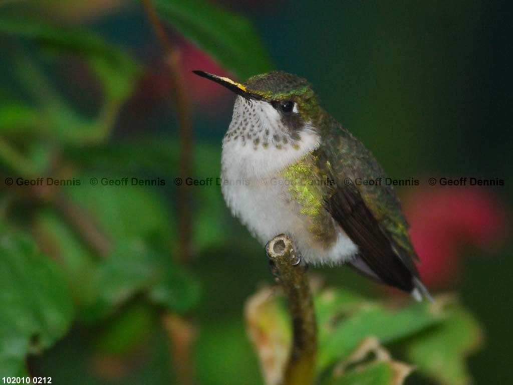 RTHU-1-BC_Ruby-throated-Hummingbird