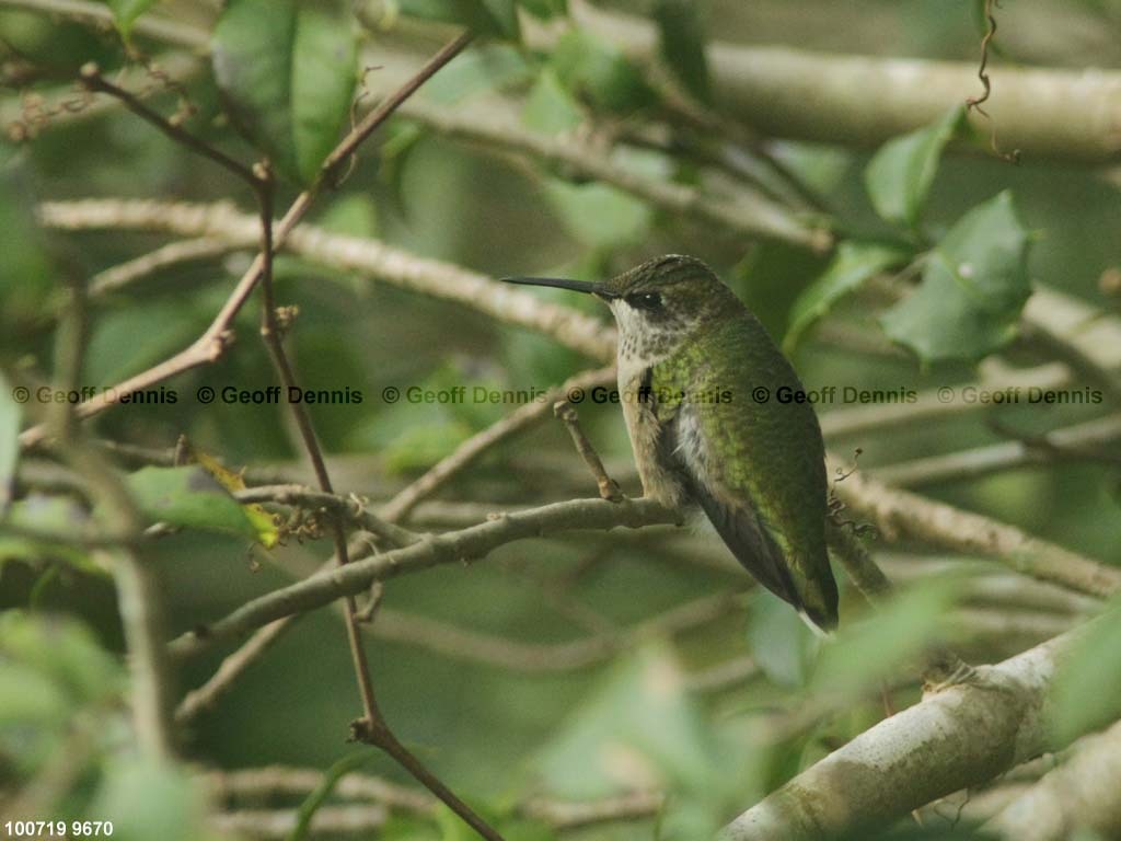 RTHU-1-BD_Ruby-throated-Hummingbird