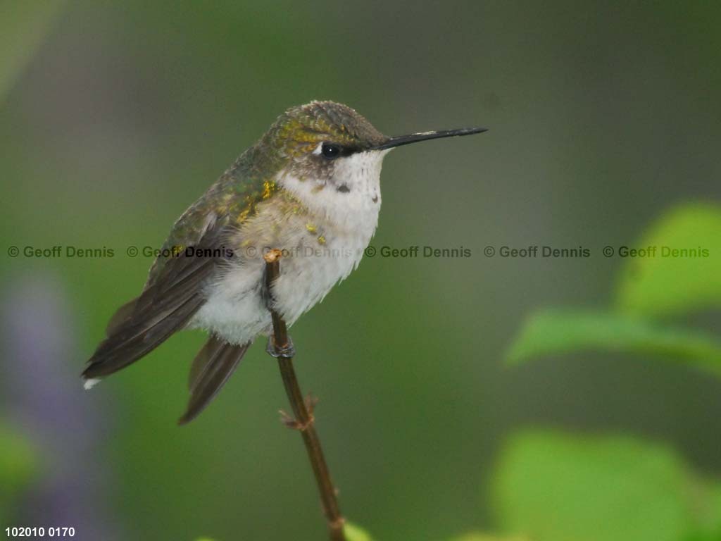 RTHU-1-BE_Ruby-throated-Hummingbird