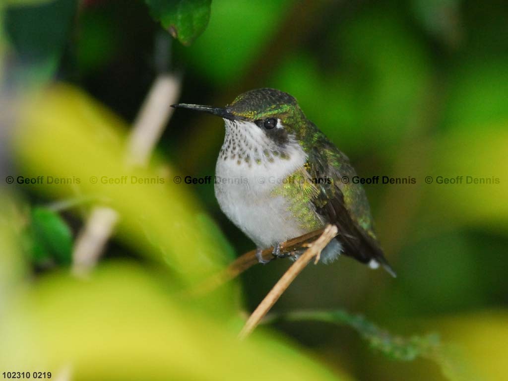 RTHU-1-BF_Ruby-throated-Hummingbird