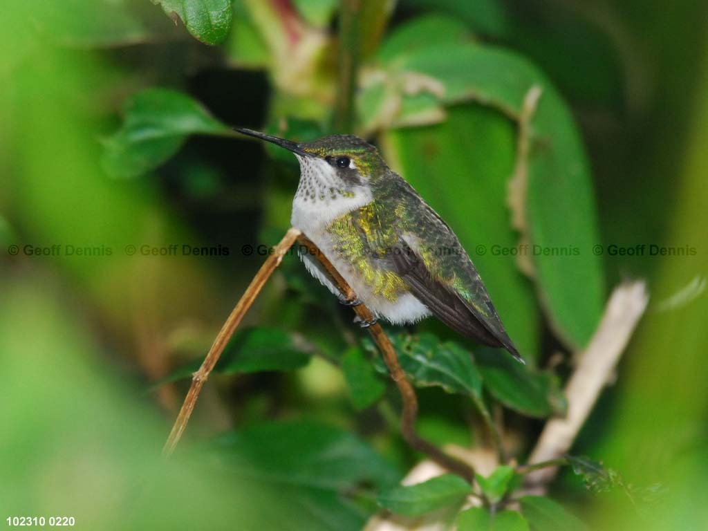 RTHU-1-BG_Ruby-throated-Hummingbird